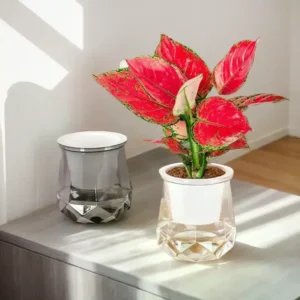 Mini Self-Watering Plant Pot – Transparent Flower Planter Vase for Home Decor