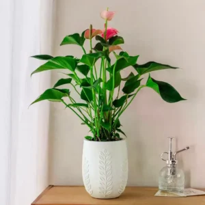 Mini Self-Watering Plant Pot – Transparent Flower Planter Vase for Home Decor